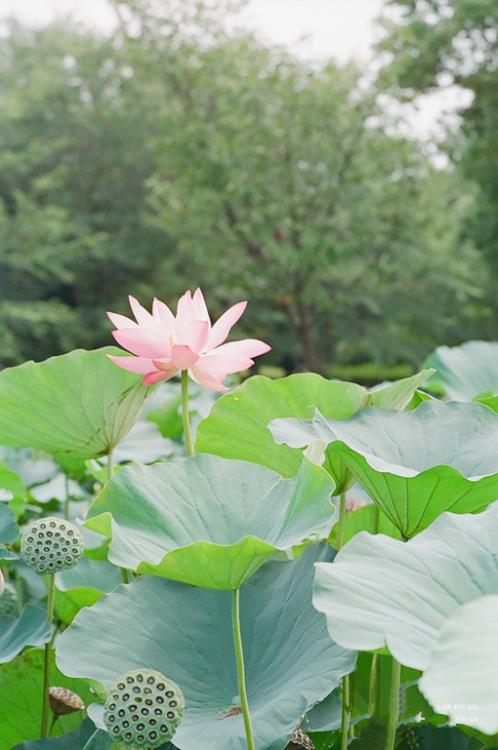 关于洁花的个性签名(关于花的唯美句子签名)