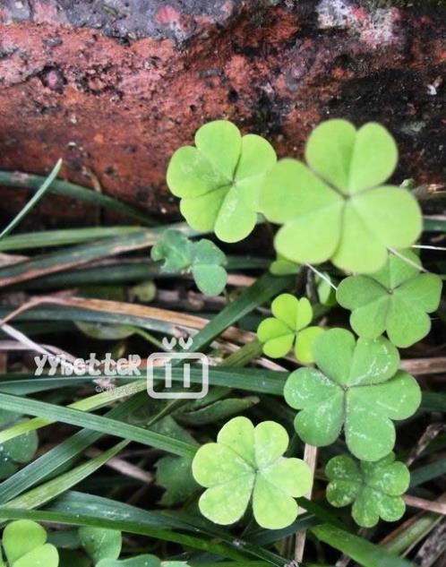 端午祝福语一句话经典(端午节祝福语简短)