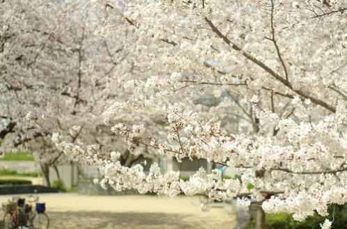 霸气伤感句子短句（百合花的语录心情短语）