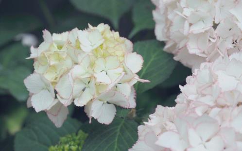 元宵节给领导祝福短信（给领导元宵）