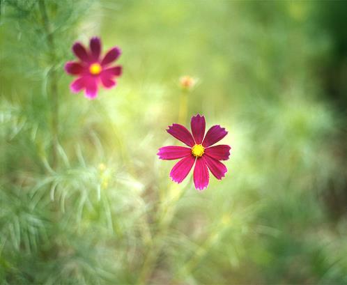 本年春节短信祝福语大全