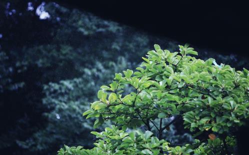 幼儿园教师节贺卡内容